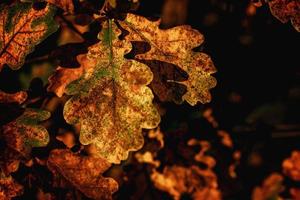 colorful autumn leaves on a tree close-up photo