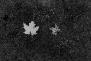 maple leaves lying on the damp gray asphalt pavement on an autumn day photo