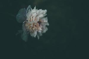 pink peony on the background of green gardens on a summer day photo