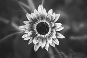 yellow sunflower flower in the garden on green foliage background photo