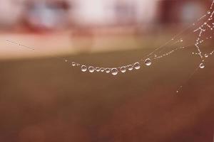 pequeño suave agua gotas en un araña web en un otoño día de cerca al aire libre foto