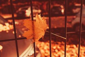 l golden autumn leaves on a tree in a park under warm october sun photo