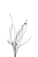 delicate withered plant on a white isolated background close-up photo