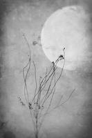 a withered plant on an interesting background with the moon photo