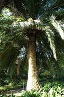 green large palm tree growing in the tropics photo