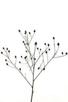 delicate withered plant on a white isolated background close-up photo