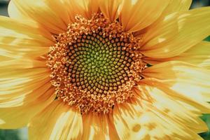 amarillo girasol flor de cerca formando un natural antecedentes foto