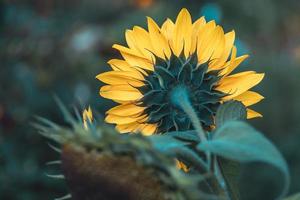 yellow sunflower flower in the garden on green foliage background photo