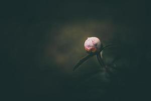 pink peony on the background of green gardens on a summer day photo