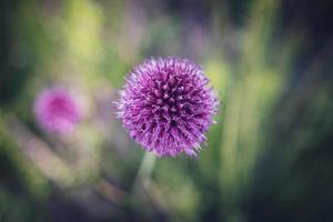 purple flower in close-up on a green garden background photo