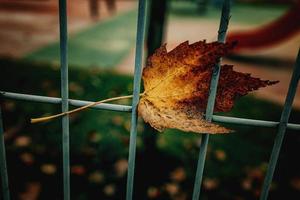 red autumn lonely leaves on a metal fence photo