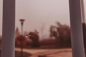 pequeño suave agua gotas en un araña web en un otoño día de cerca al aire libre foto