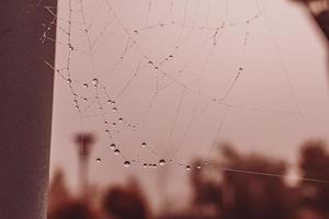 little soft water drops on a spider web on an autumn day close-up outdoors photo