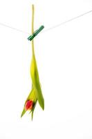 red tulip on a white background hanging on a string photo