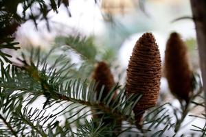 Big Pine Cone on the tree covered with snow photo