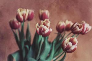 delicate spring yellow-red tulip in close-up on background photo