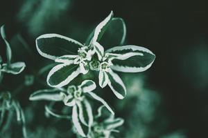 verde planta con blanco en el verano jardín en de cerca foto