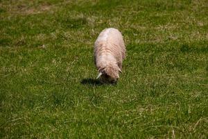 sheep grazing on a green meadow in the Polish Tatra Mountains on a warm summer day photo