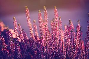 púrpura brezo en el otoño jardín con calentar Brillo Solar foto