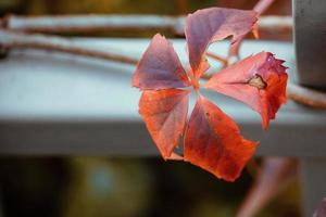 red wild wine leaves on an autumn day photo