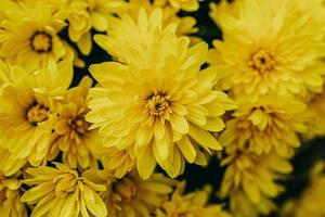 little yellow autumn chrysanthemum flowers forming a natural background photo