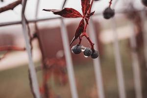 autumn dark blue wild fruit with cobweb and water drops close-up photo