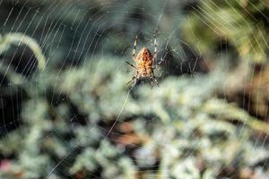 big spider spider on a cobweb on a green background in the garden photo