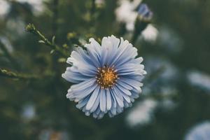 último otoño azul flores en un verde antecedentes en el jardín de cerca foto