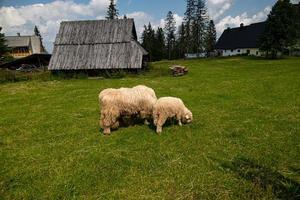 sheep grazing on a green meadow in the Polish Tatra Mountains on a warm summer day photo