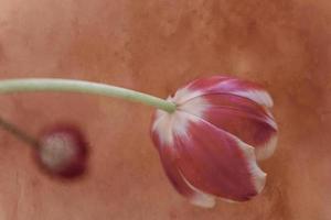 delicado primavera rojo amarillo tulipán en de cerca en antecedentes foto