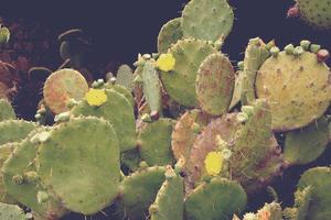 curious big green original cactus flower bloomingbloomingblooming growing in the garden close up photo