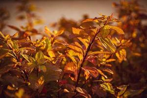 arbusto con amarillo hojas en de cerca en un calentar otoño día en el jardín foto