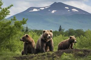 Brown Bear and Two Cubs against a Forest and Mountain Backdrop at Katmai National Park, Alaska photo