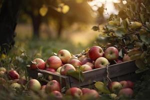 Apple harvest in the garden. selective focus. food photo