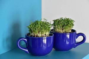 home breeding of green cress in a dark blue cup for Easter photo