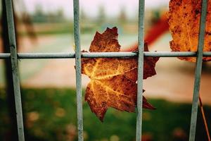 red autumn lonely leaves on a metal fence photo