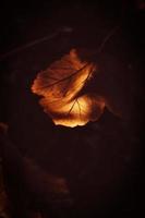 l golden autumn leaves on a tree in a park under warm october sun photo