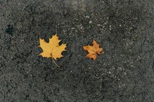 maple leaves lying on the damp gray asphalt pavement on an autumn day photo