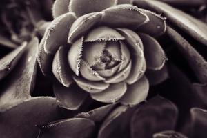 green cactus succulent creating an original background in close-up photo