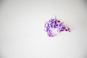 purple lilac flowers lying on a white isolated background in close-up photo