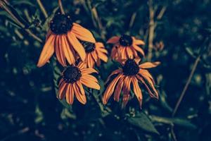 yellow summer flowers in the summer garden among green leaves photo