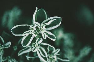 green plant with white in the summer garden in close-up photo