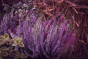 purple heather in the autumn garden with warm sunshine photo