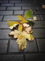 roble hojas acostado en el húmedo gris pavimento en un otoño día foto