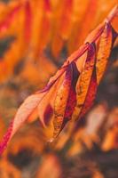 l golden autumn leaves on a tree in a park under warm october sun photo