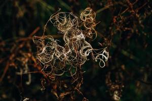 interesting abstract autumn plant on natural background photo