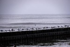 playa paisaje de el báltico mar en un calma día con un de madera rompeolas y gaviotas sentado en eso foto