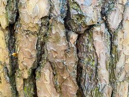 Tree bark close-up. photo