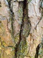 Tree bark close-up. Vertical background. photo