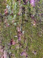 musgo y liquen en un árbol de cerca. vertical antecedentes. foto